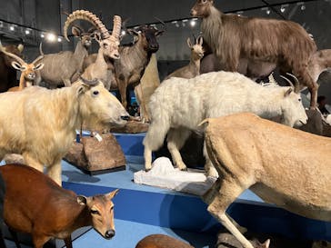 特別展「大哺乳類展３－わけてつなげて大行進」に投稿された画像（2024/5/7）