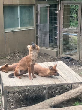 よこはま動物園ズーラシアに投稿された画像（2024/5/8）