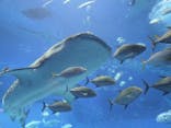 沖縄美ら海水族館に投稿された画像（2024/5/8）
