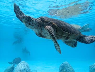 沖縄美ら海水族館に投稿された画像（2024/5/8）
