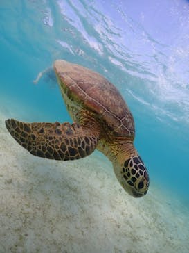 宮古島マリンショップSmileyに投稿された画像（2024/5/8）