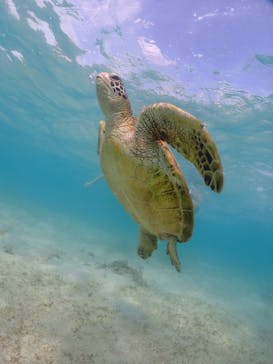 宮古島マリンショップSmileyに投稿された画像（2024/5/8）