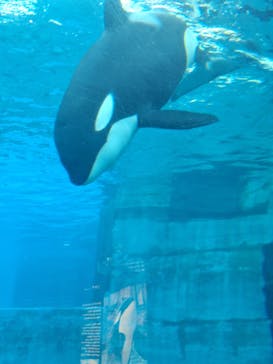 名古屋港水族館に投稿された画像（2024/5/8）