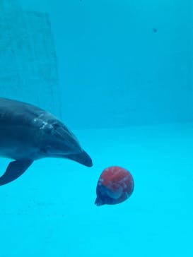 名古屋港水族館に投稿された画像（2024/5/8）