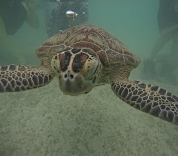 初心者専門宮古島シュノーケリングツアーに投稿された画像（2024/5/8）