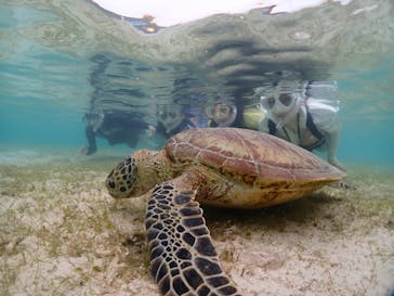 初心者専門宮古島シュノーケリングツアーに投稿された画像（2024/5/8）
