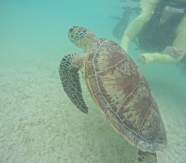 初心者専門宮古島シュノーケリングツアーに投稿された画像（2024/5/8）