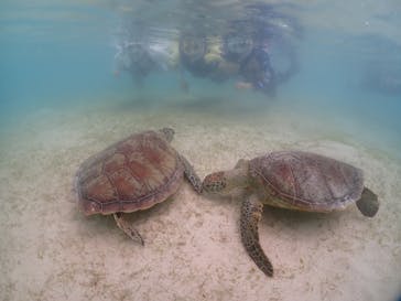 初心者専門宮古島シュノーケリングツアーに投稿された画像（2024/5/8）