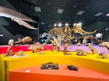 特別展「大哺乳類展３－わけてつなげて大行進」に投稿された画像（2024/5/8）