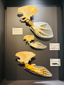 特別展「大哺乳類展３－わけてつなげて大行進」に投稿された画像（2024/5/8）