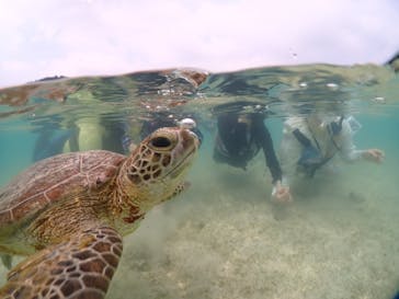 初心者専門宮古島シュノーケリングツアーに投稿された画像（2024/5/8）