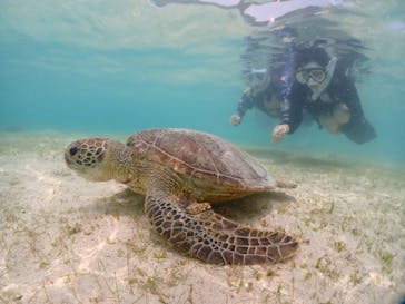 初心者専門宮古島シュノーケリングツアーに投稿された画像（2024/5/8）