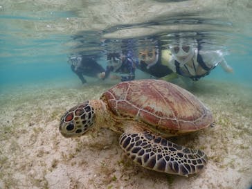初心者専門宮古島シュノーケリングツアーに投稿された画像（2024/5/8）
