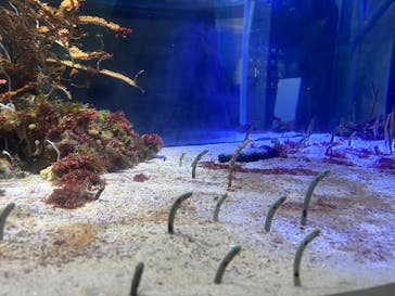 名古屋港水族館に投稿された画像（2024/5/8）