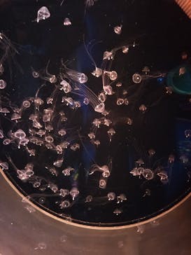 アクアワールド茨城県大洗水族館に投稿された画像（2024/5/8）