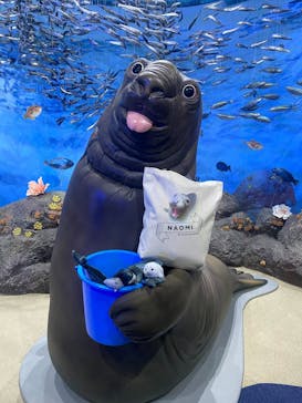 新江ノ島水族館に投稿された画像（2024/5/8）