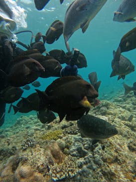 沖縄マリンサービス碧に投稿された画像（2024/5/8）