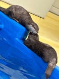 越前松島水族館に投稿された画像（2024/5/8）