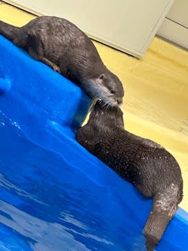 越前松島水族館に投稿された画像（2024/5/8）