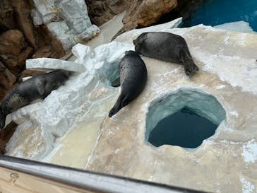 越前松島水族館に投稿された画像（2024/5/8）
