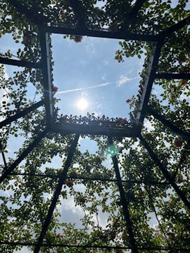 横浜イングリッシュガーデンに投稿された画像（2024/5/8）