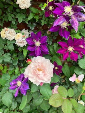 横浜イングリッシュガーデンに投稿された画像（2024/5/8）