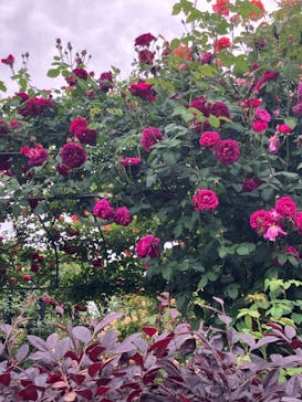 横浜イングリッシュガーデンに投稿された画像（2024/5/8）