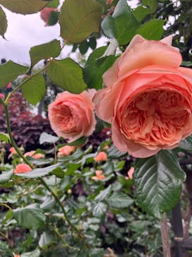 横浜イングリッシュガーデンに投稿された画像（2024/5/8）