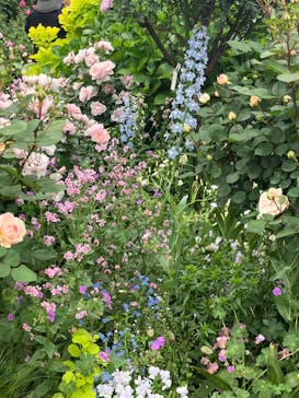 横浜イングリッシュガーデンに投稿された画像（2024/5/8）