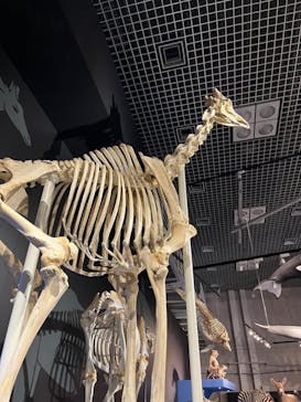 特別展「大哺乳類展３－わけてつなげて大行進」に投稿された画像（2024/5/8）