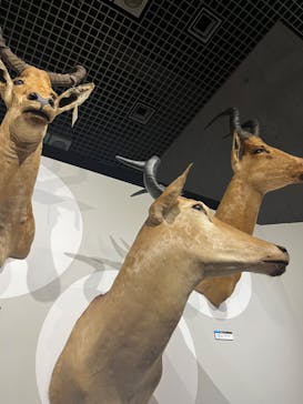 特別展「大哺乳類展３－わけてつなげて大行進」に投稿された画像（2024/5/8）