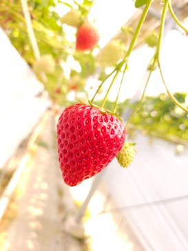 お陽様農園に投稿された画像（2024/5/8）