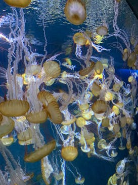 新江ノ島水族館に投稿された画像（2024/5/8）