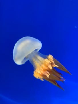 新江ノ島水族館に投稿された画像（2024/5/8）