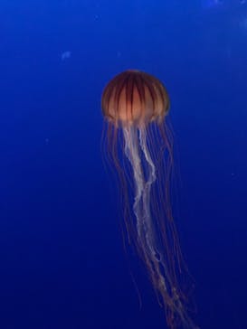 新江ノ島水族館に投稿された画像（2024/5/8）