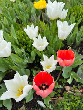 十勝ヒルズに投稿された画像（2024/5/8）