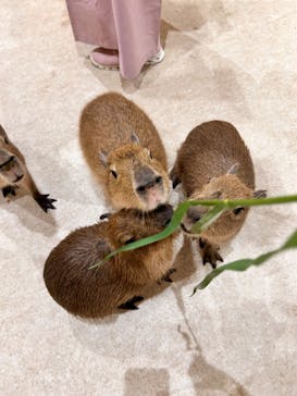 アニタッチららぽーと名古屋みなとアクルスに投稿された画像（2024/5/8）