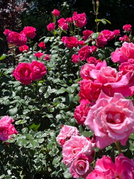 浜名湖花博2024に投稿された画像（2024/5/8）