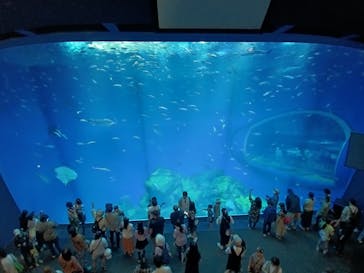 アクアワールド茨城県大洗水族館に投稿された画像（2024/5/8）