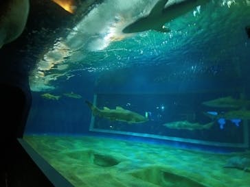 アクアワールド茨城県大洗水族館に投稿された画像（2024/5/8）