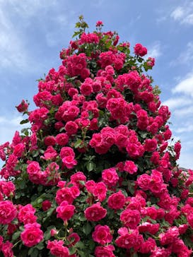 京成バラ園に投稿された画像（2024/5/8）