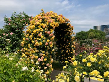京成バラ園に投稿された画像（2024/5/8）