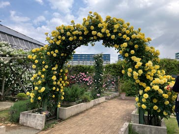 京成バラ園に投稿された画像（2024/5/8）