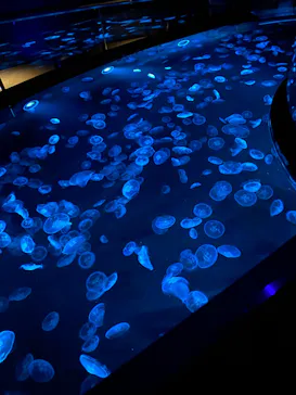 すみだ水族館に投稿された画像（2024/5/8）