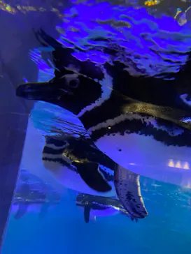 すみだ水族館に投稿された画像（2024/5/8）