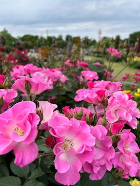 京成バラ園に投稿された画像（2024/5/8）