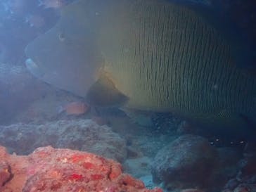 初心者専門店NEOMARINE石垣島に投稿された画像（2024/5/8）