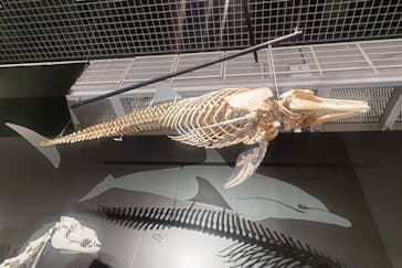 特別展「大哺乳類展３－わけてつなげて大行進」に投稿された画像（2024/5/9）