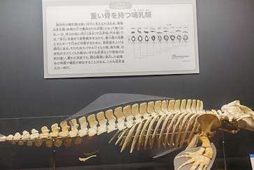 特別展「大哺乳類展３－わけてつなげて大行進」に投稿された画像（2024/5/9）