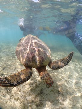 宮古島マリンショップSmileyに投稿された画像（2024/5/9）